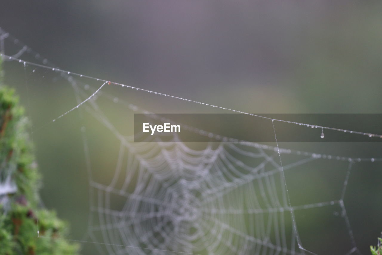 spider web, fragility, close-up, spider, nature, wet, drop, focus on foreground, animal, animal themes, no people, beauty in nature, dew, water, selective focus, plant, moisture, macro photography, intricacy, trapped, day, pattern, outdoors, arachnid, complexity, macro, environment, tranquility, rain, animal wildlife, freshness