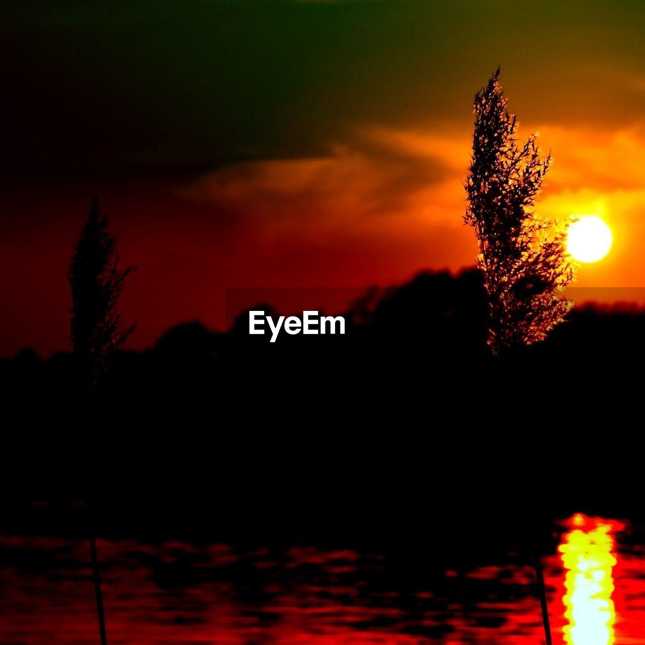 Silhouette plants by river against sky during sunset