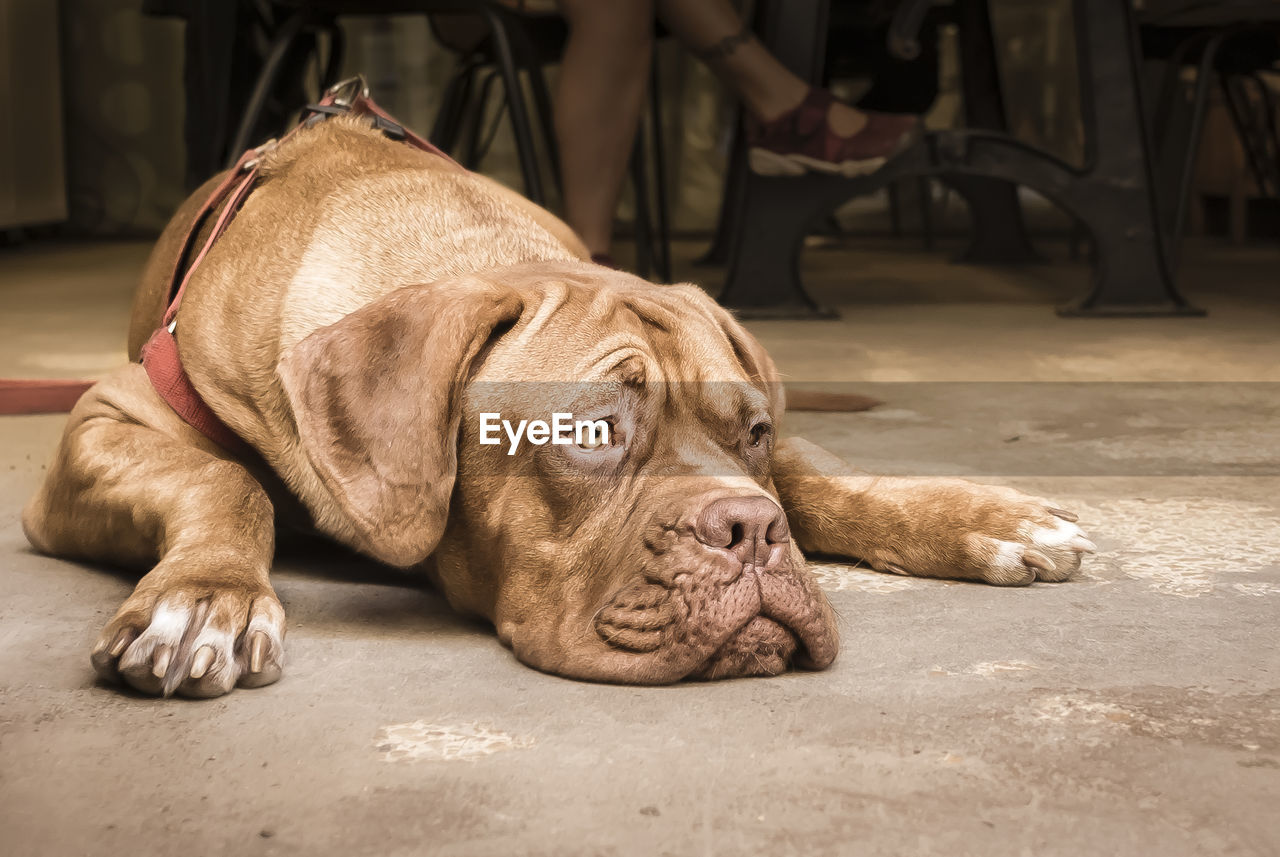 Close-up of dog relaxing on footpath