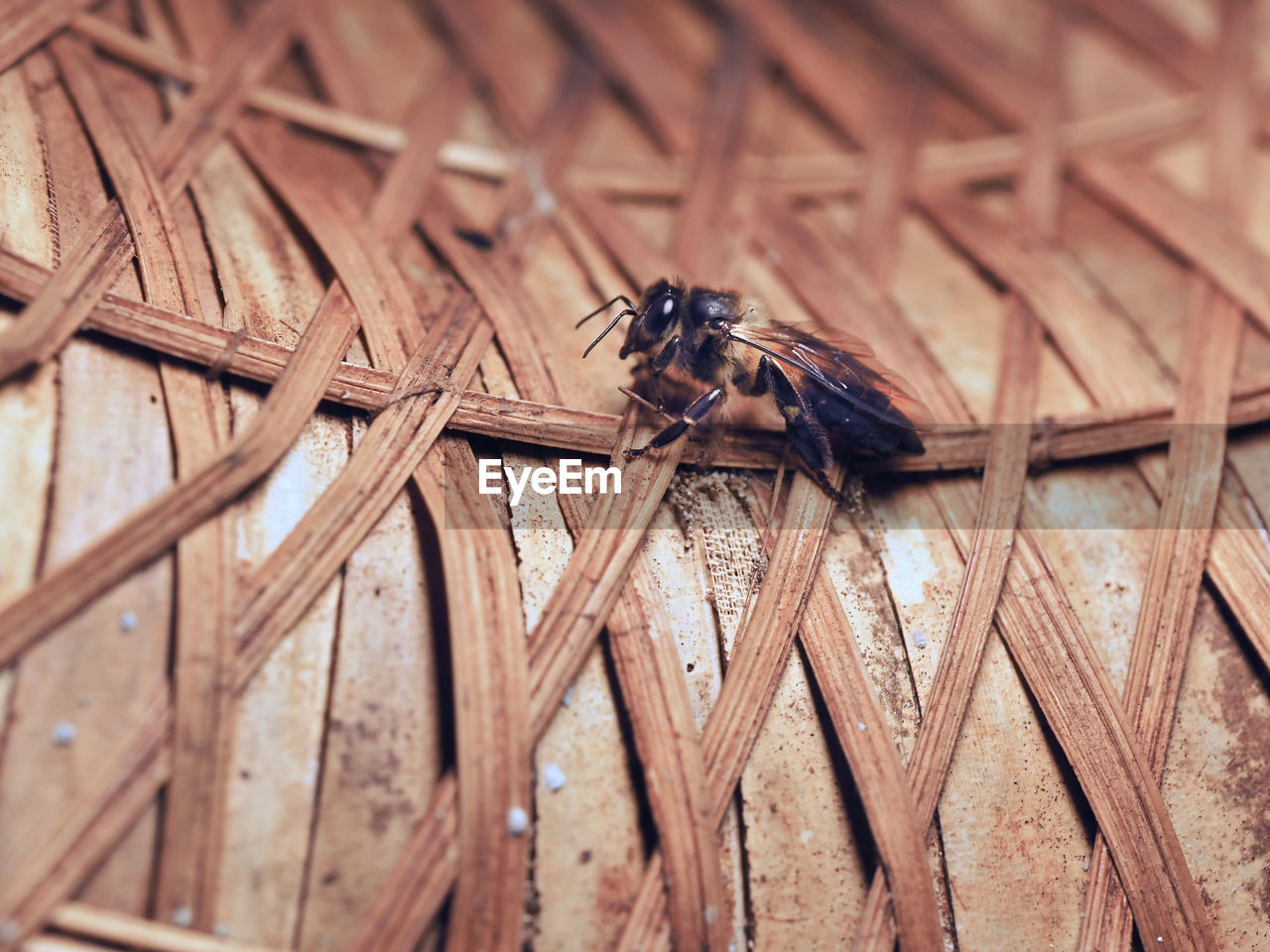 Close-up of insect on wood