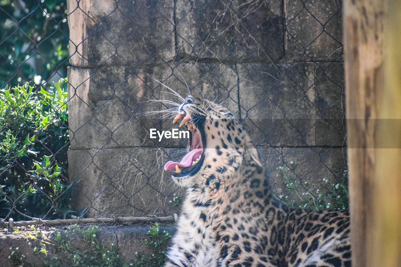 CAT YAWNING IN ZOO