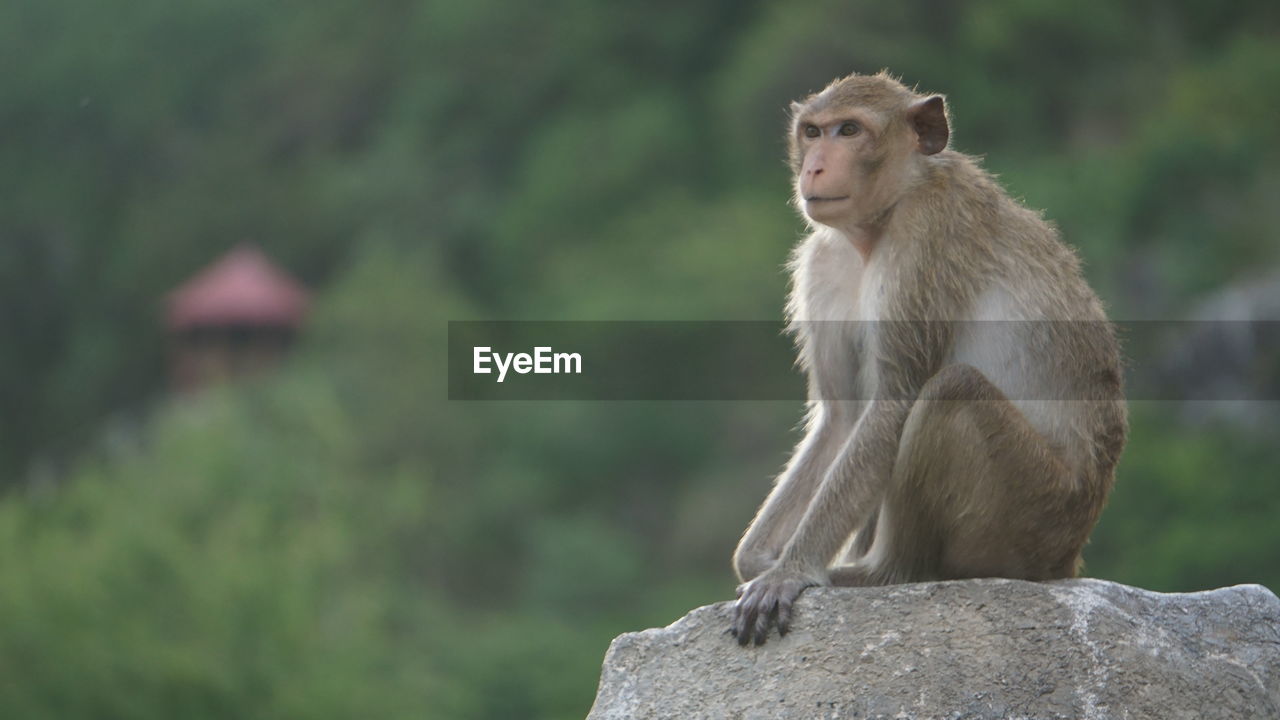 SIDE VIEW OF AN SITTING ON ROCK