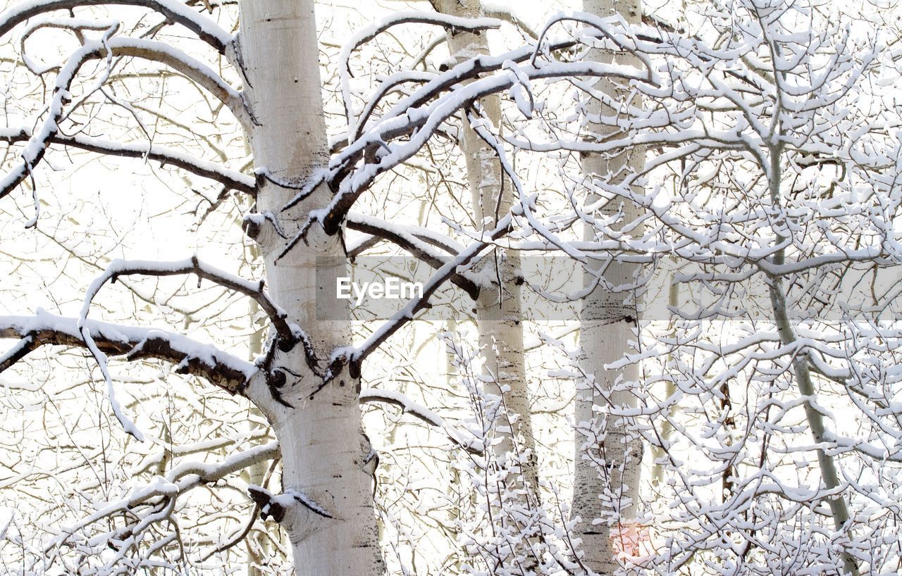 Close-up of snow covered trees against clear sky