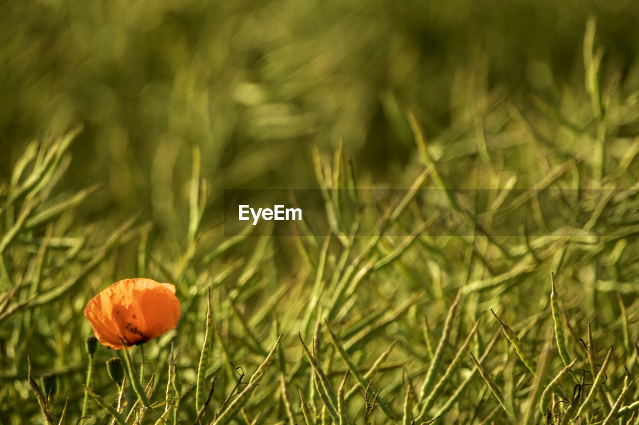 CLOSE-UP OF ORANGE FLOWERING PLANTS ON FIELD