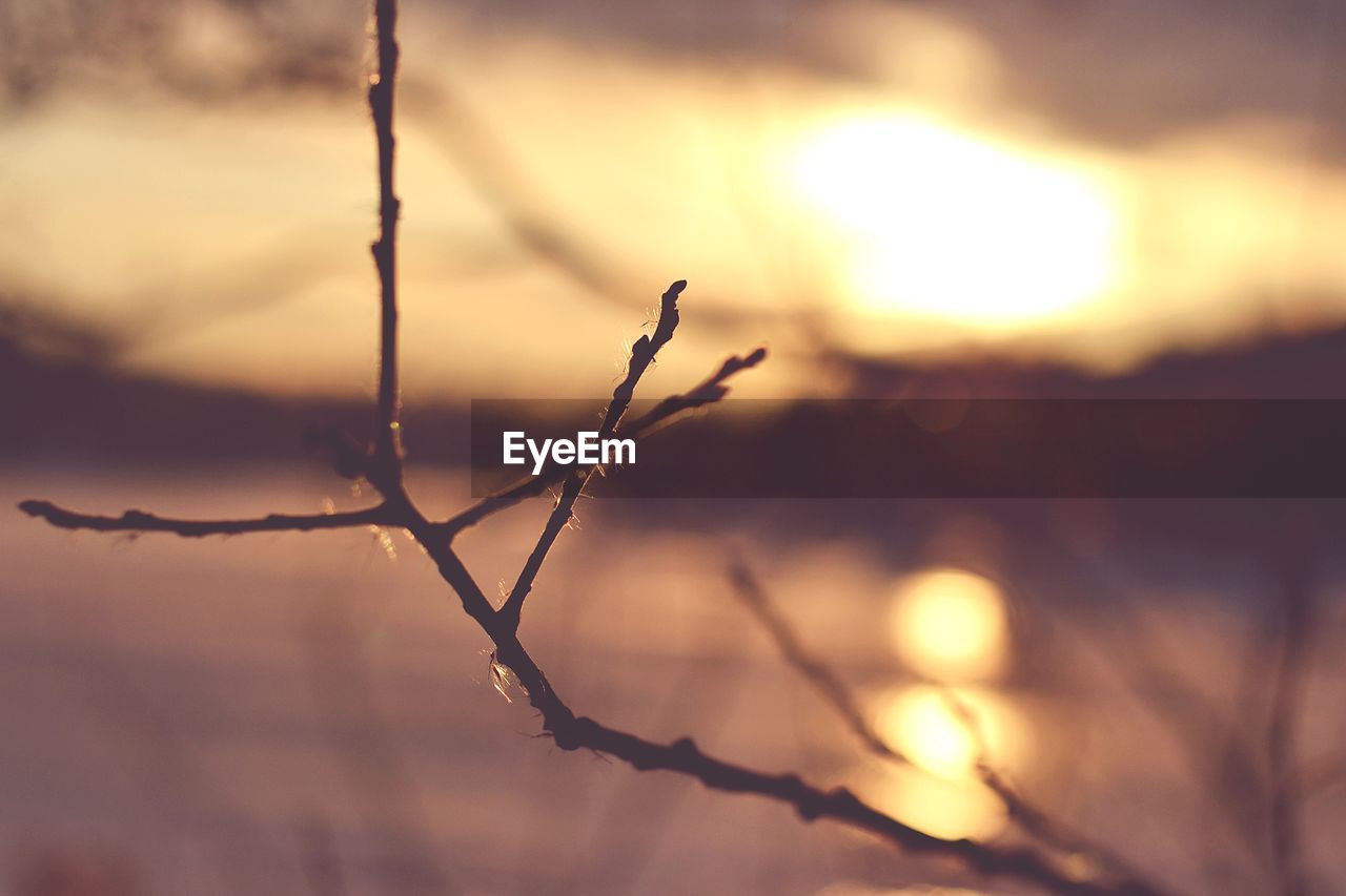 CLOSE-UP OF FROZEN PLANT DURING SUNSET