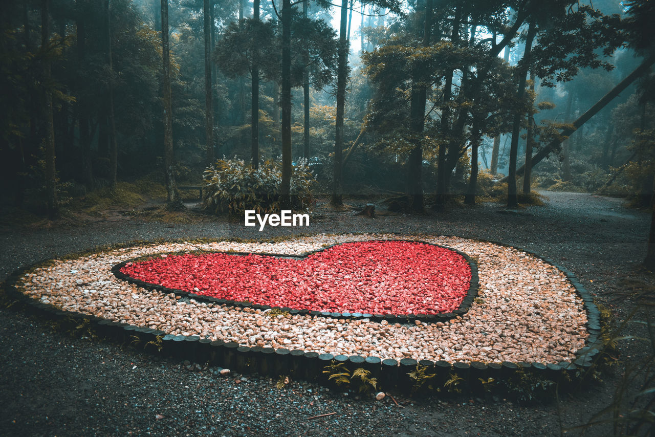 CLOSE-UP OF HEART SHAPE ON TREE TRUNK