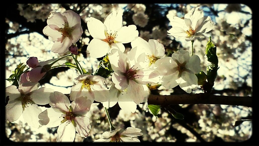 Close-up of cherry blossoms blooming outdoors