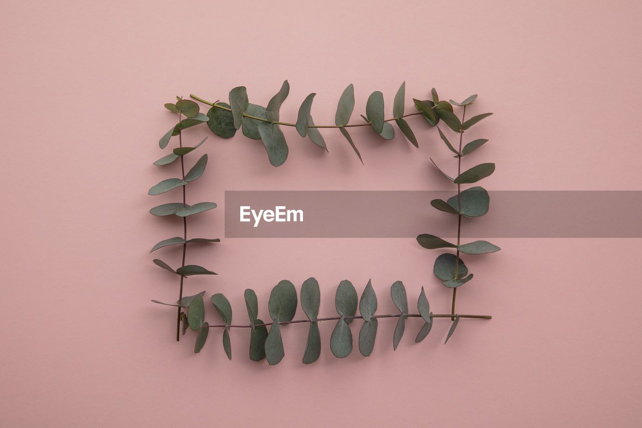 directly above shot of plant against white background