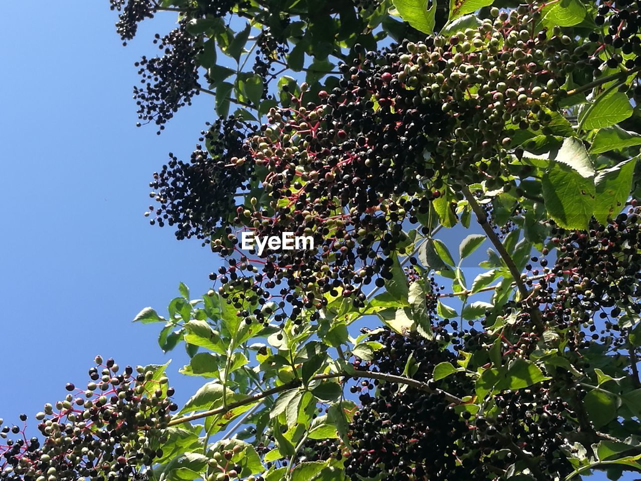 LOW ANGLE VIEW OF FRUITS GROWING ON TREE AGAINST SKY