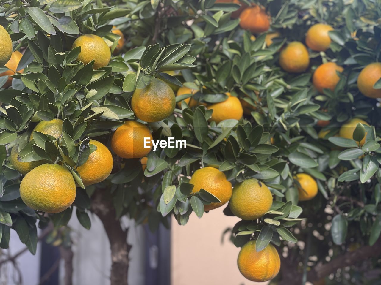 low angle view of oranges on tree