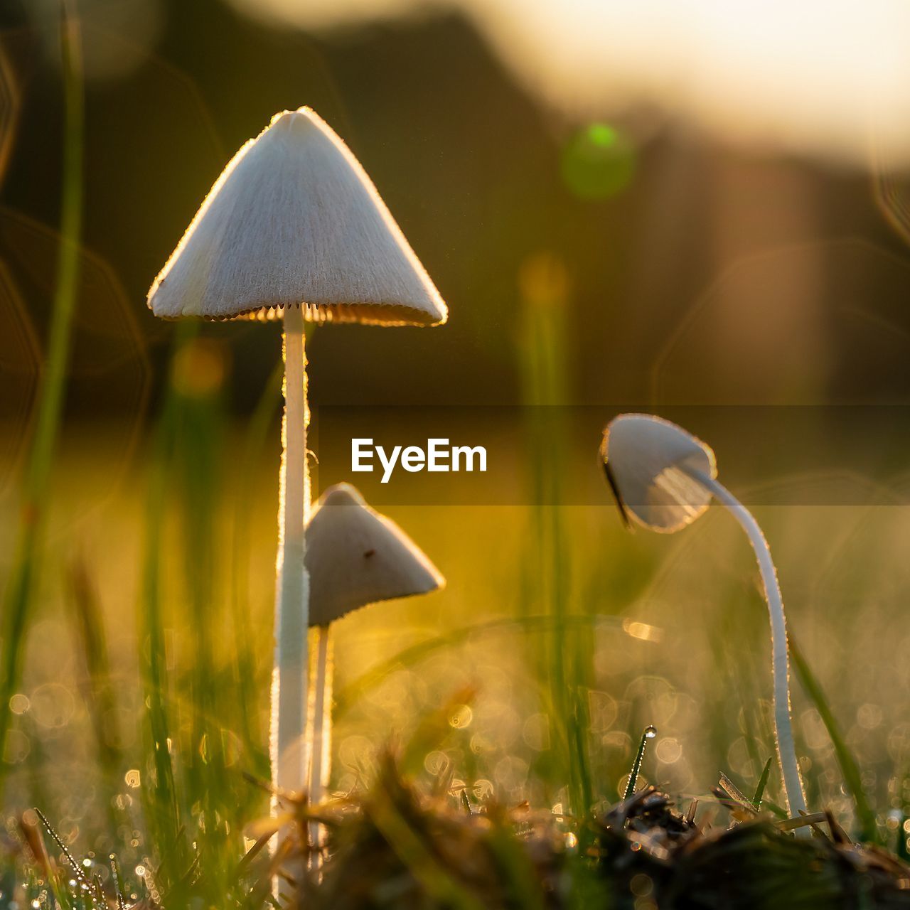 Close-up of mushroom growing on field