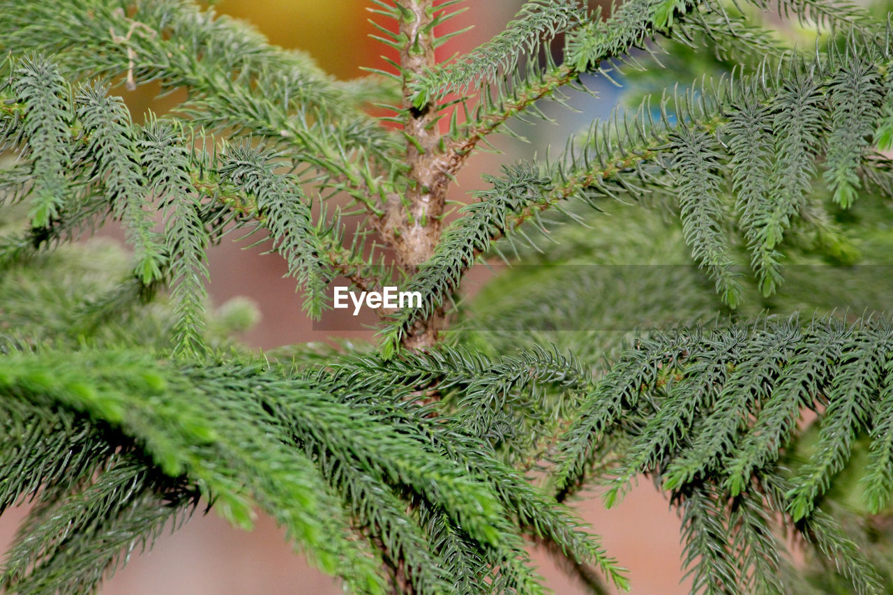 Beautiful natural background of christmas tree branches in park, selective focus with blur 