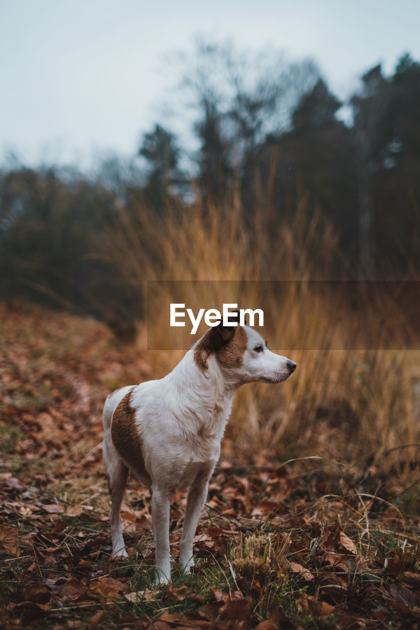 View of dog looking away on field