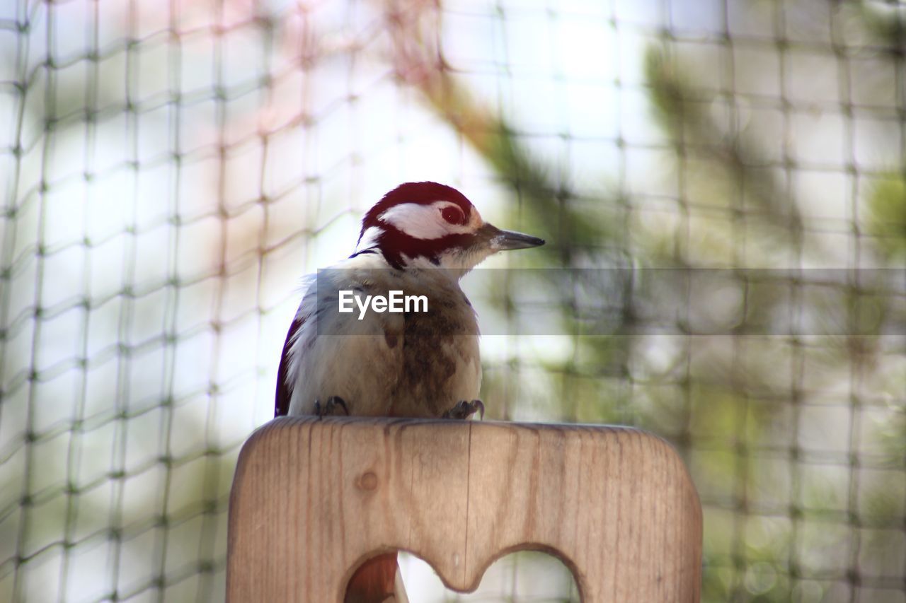 Close-up of bird in cage