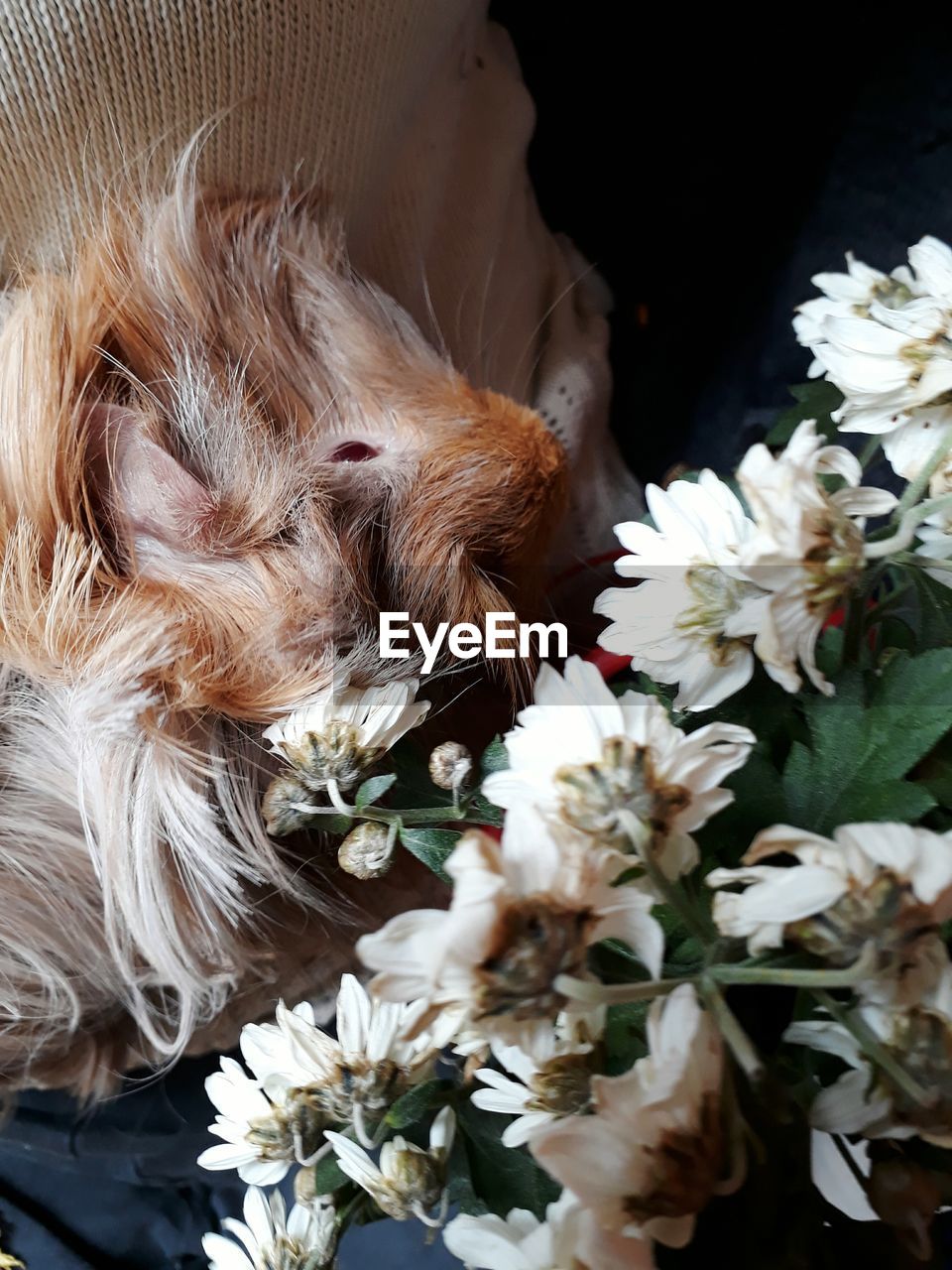 CLOSE-UP OF DOG AND FLOWERS