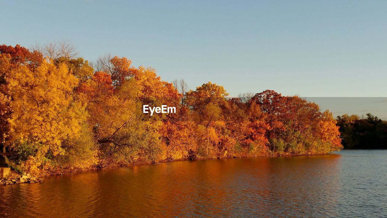 Scenic view of trees against clear sky