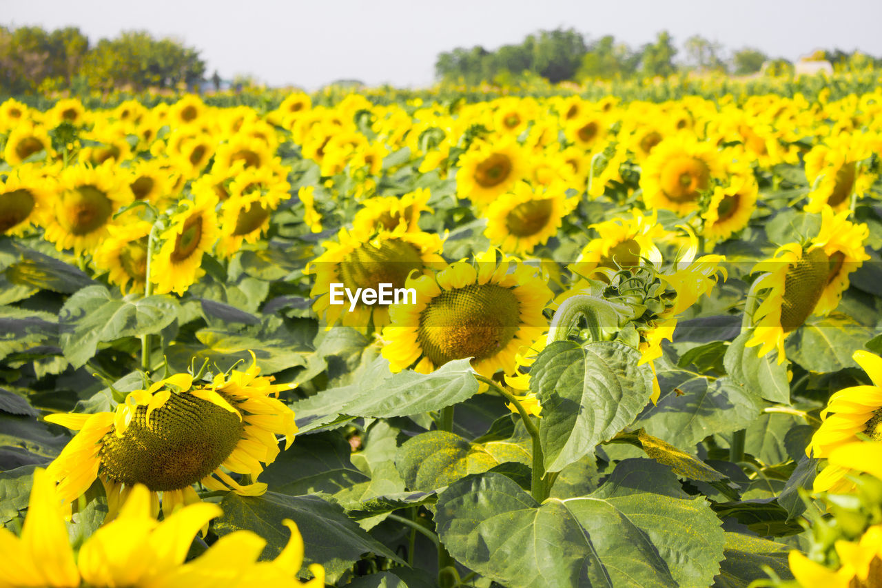 CLOSE-UP OF YELLOW FLOWERING PLANTS IN FIELD