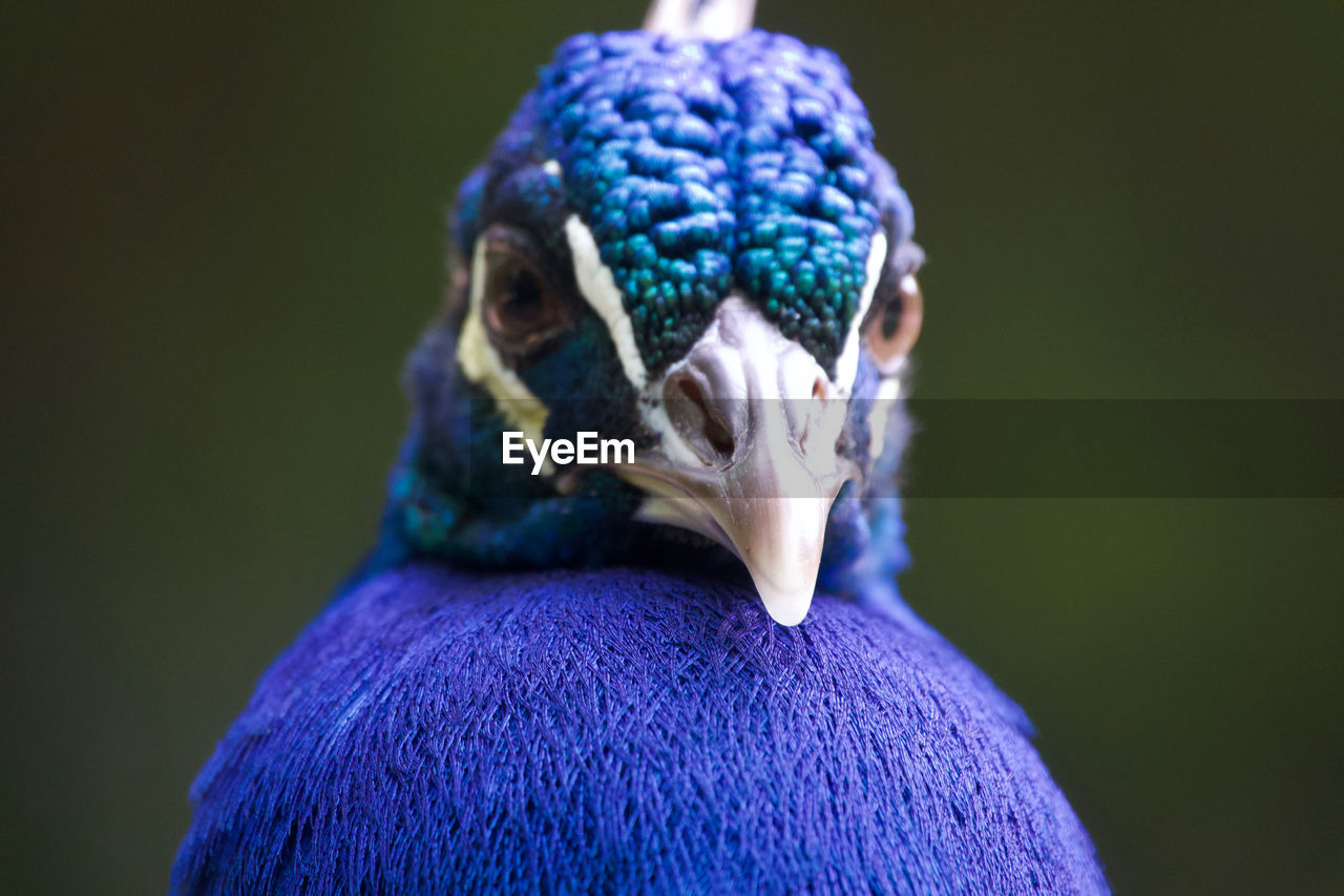 Close-up portrait of a bird