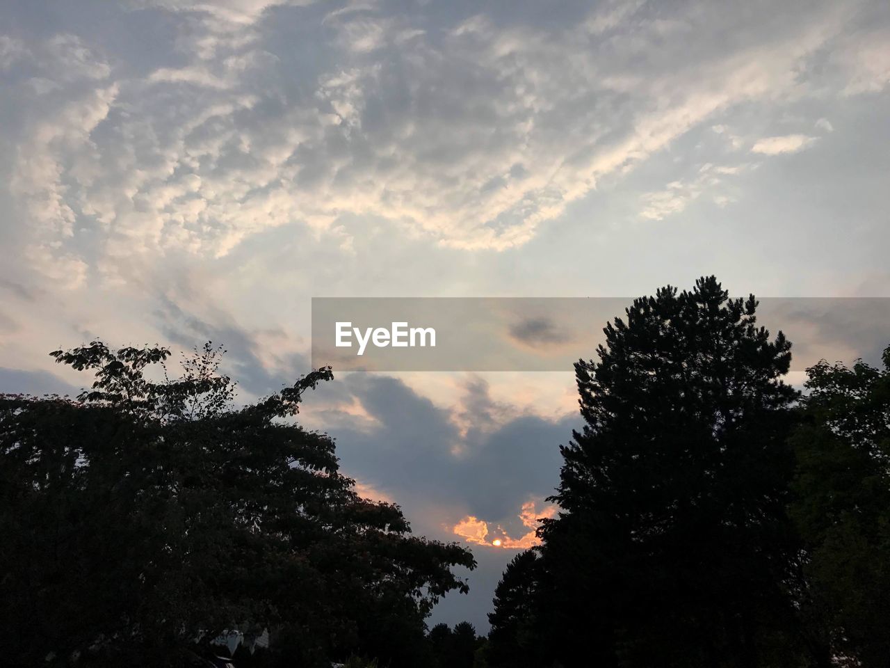 LOW ANGLE VIEW OF SILHOUETTE TREE AGAINST SKY