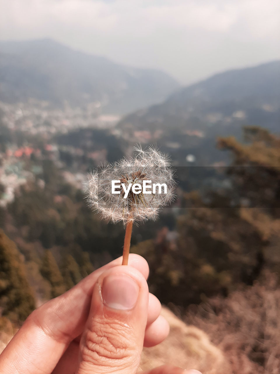 Cropped hand holding dandelion against mountains