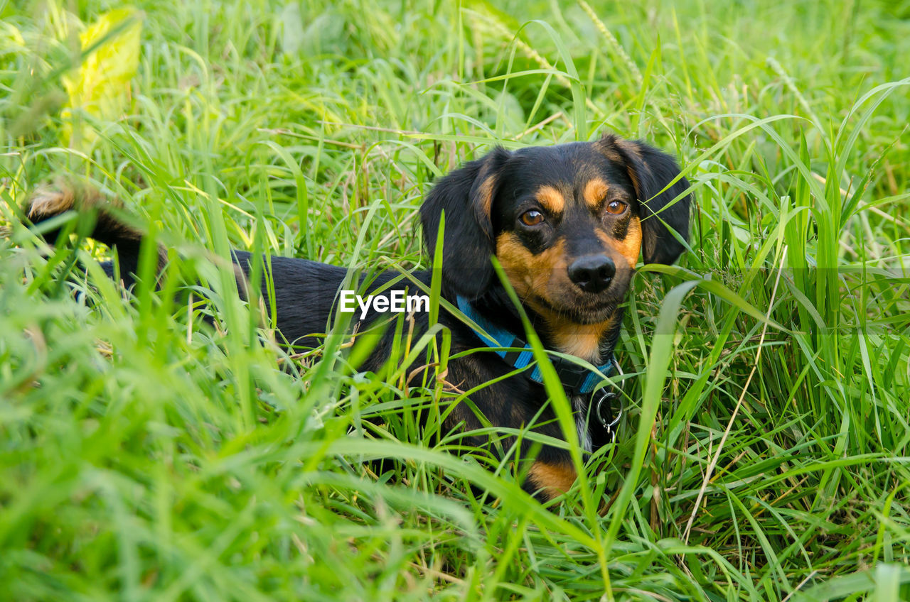 PORTRAIT OF A DOG