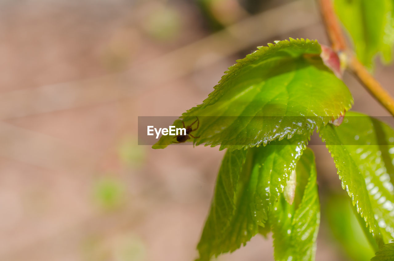 CLOSE-UP OF WET PLANT