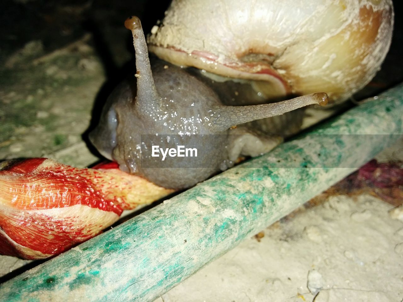 Close-up of snail by pipe