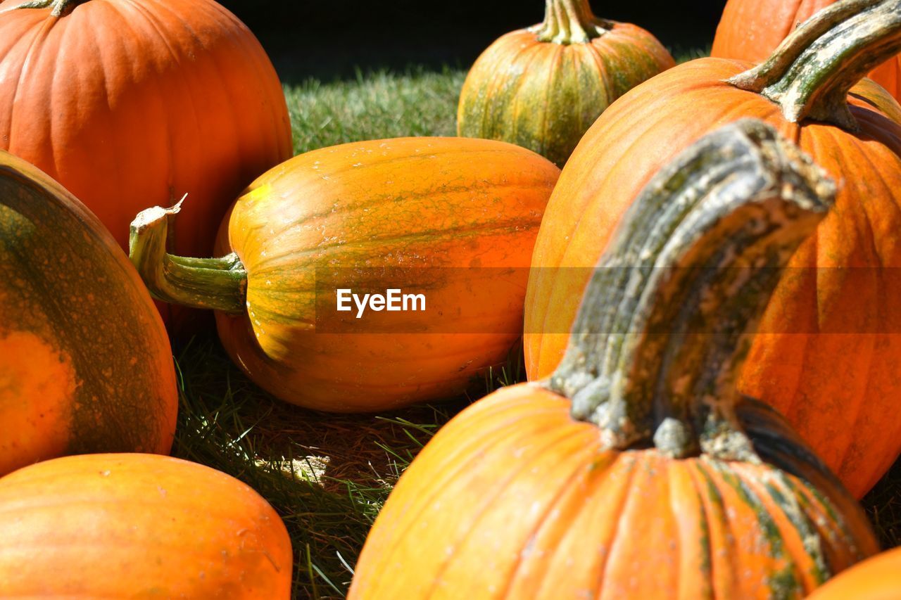 Close-up of pumpkins for sale at market stall