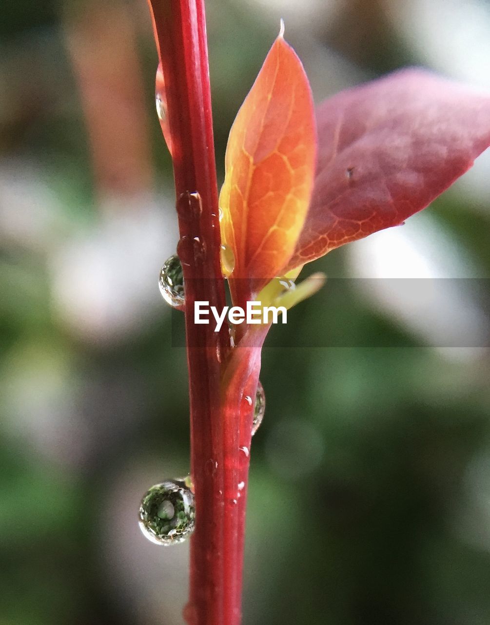 CLOSE-UP OF WATER DROPS ON PLANT