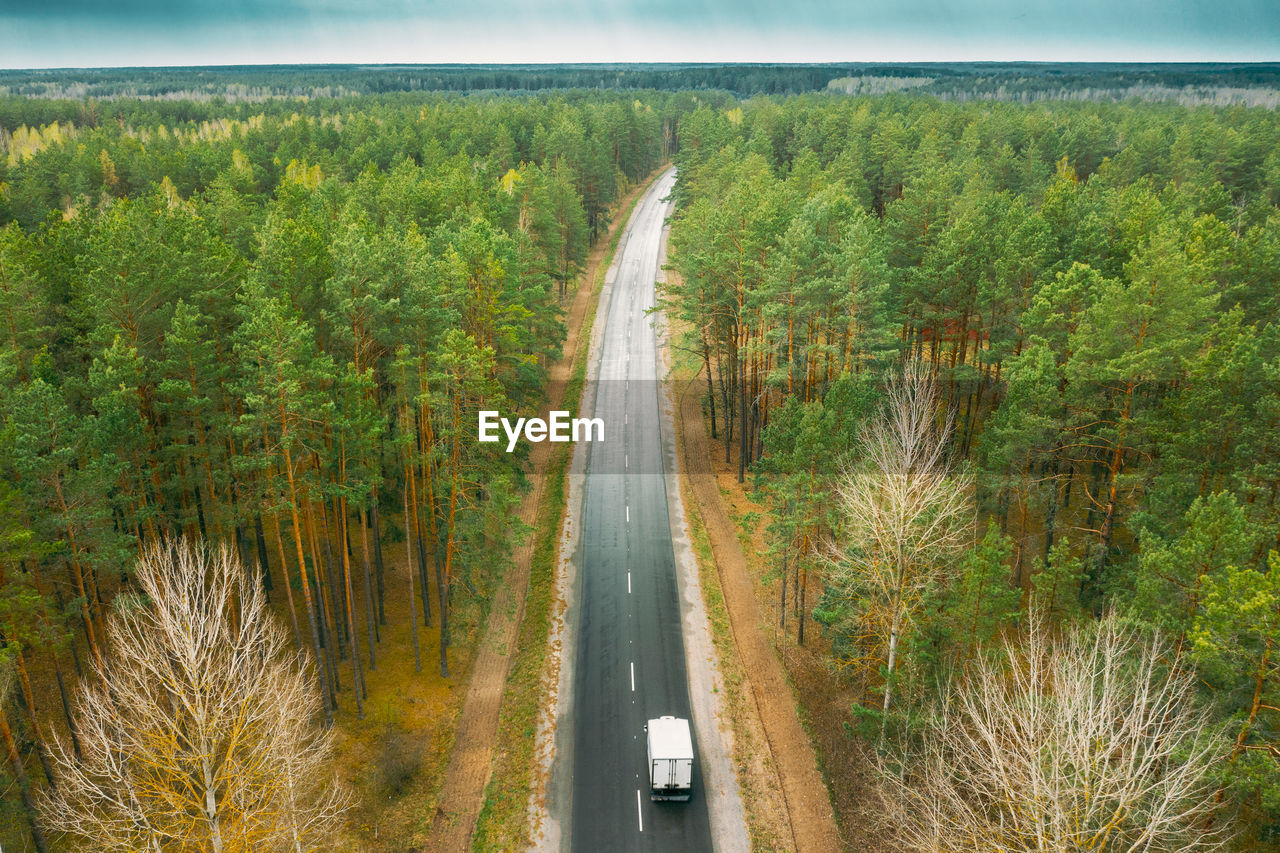 empty road amidst trees in forest