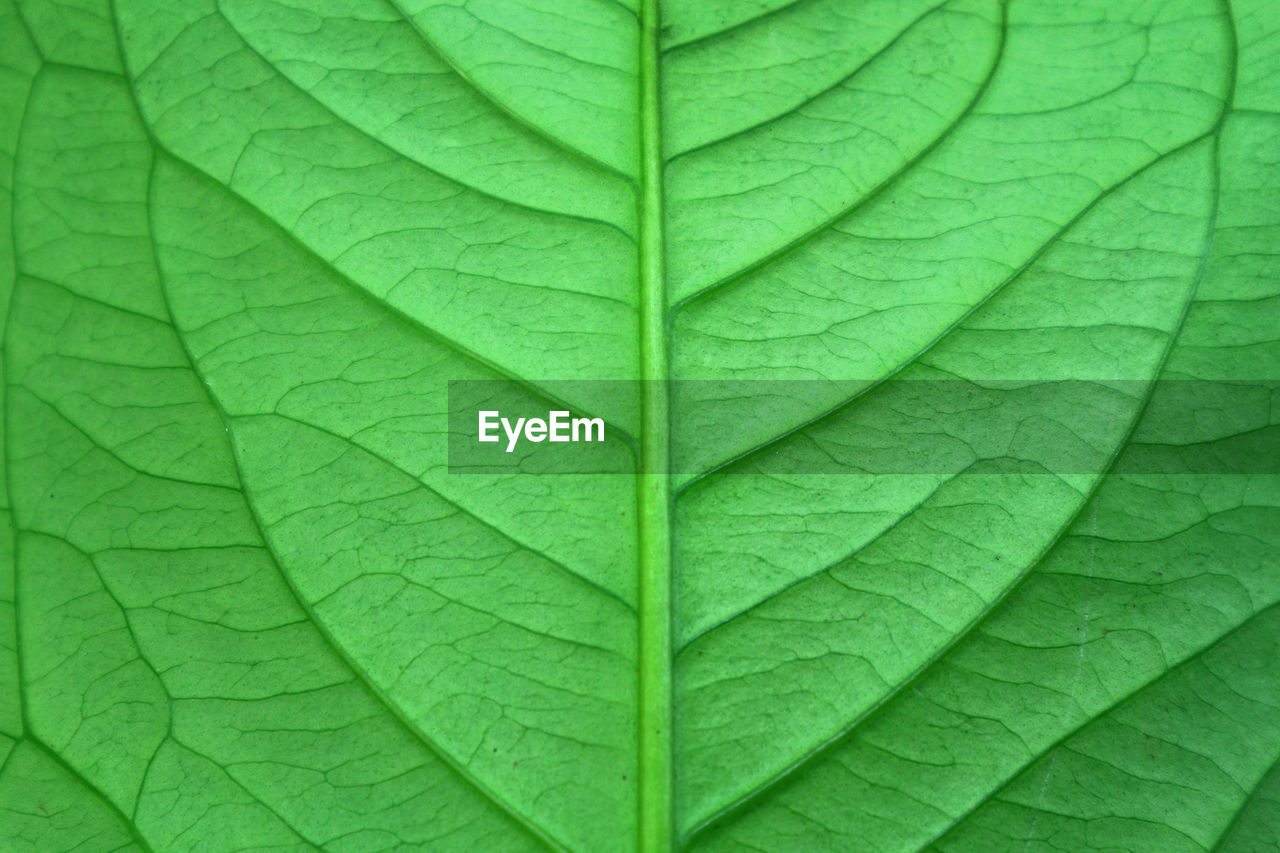 FULL FRAME SHOT OF LEAVES