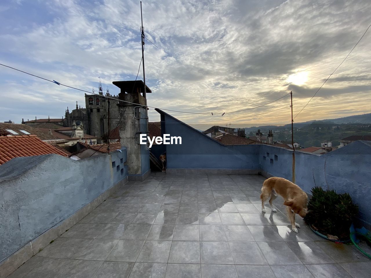 VIEW OF A DOG ON BUILDING