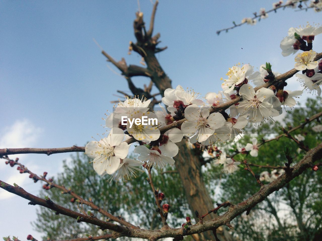 Close-up of cherry blossoms blooming outdoors