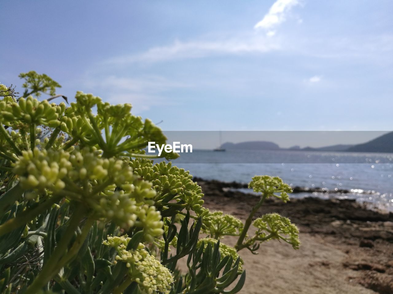 Close-up of plants against calm sea