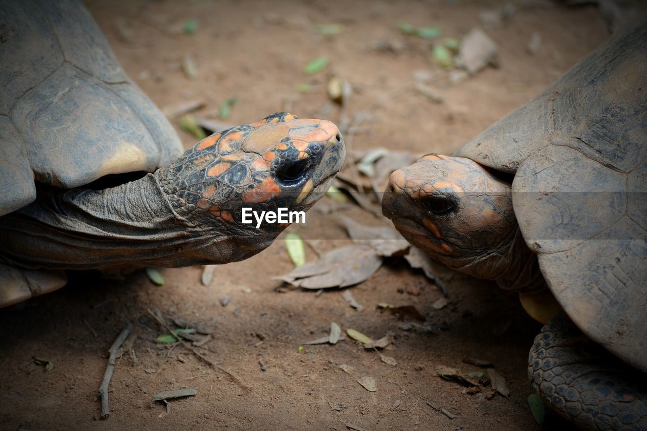 High angle view of tortoise on field