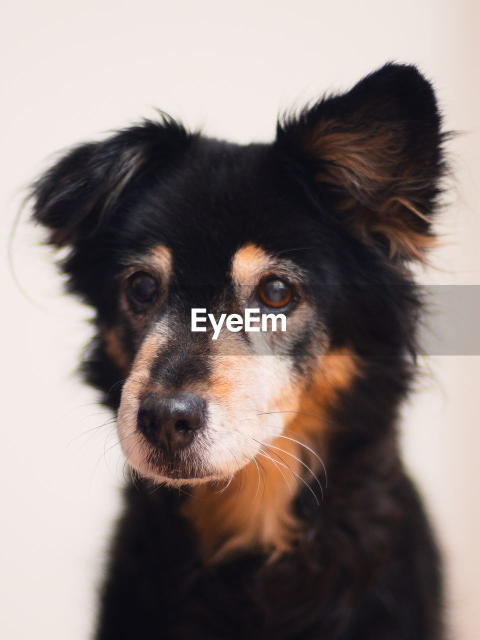 Close-up portrait of a dog