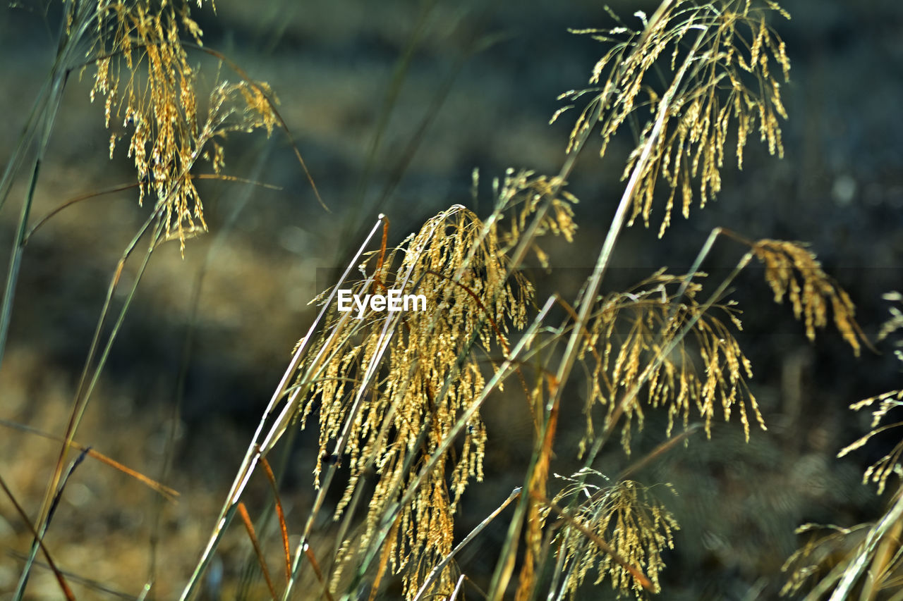 plant, nature, branch, growth, grass, sunlight, focus on foreground, no people, agriculture, close-up, beauty in nature, autumn, land, crop, tree, cereal plant, leaf, outdoors, landscape, day, rural scene, flower, field, tranquility, food, food and drink, environment