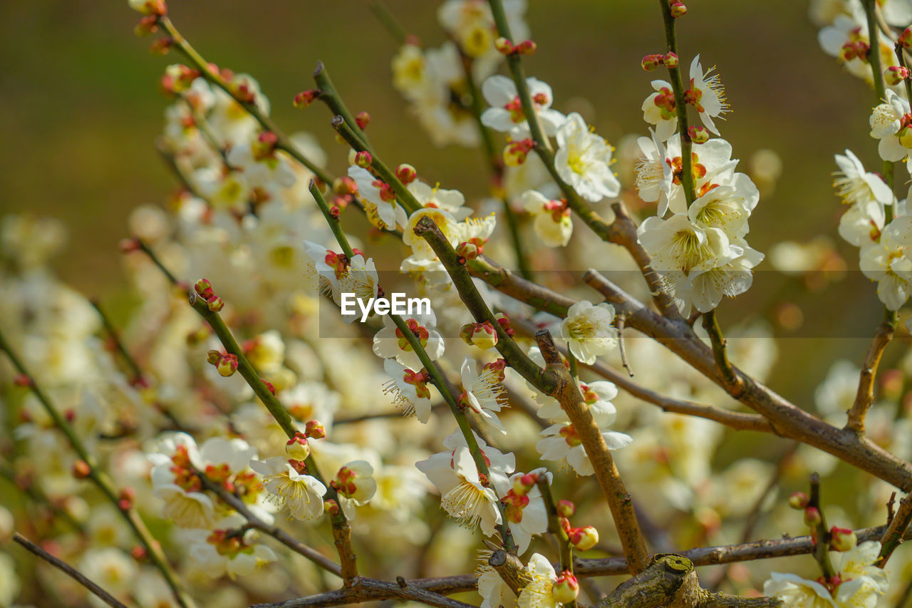 close-up of flowering plant