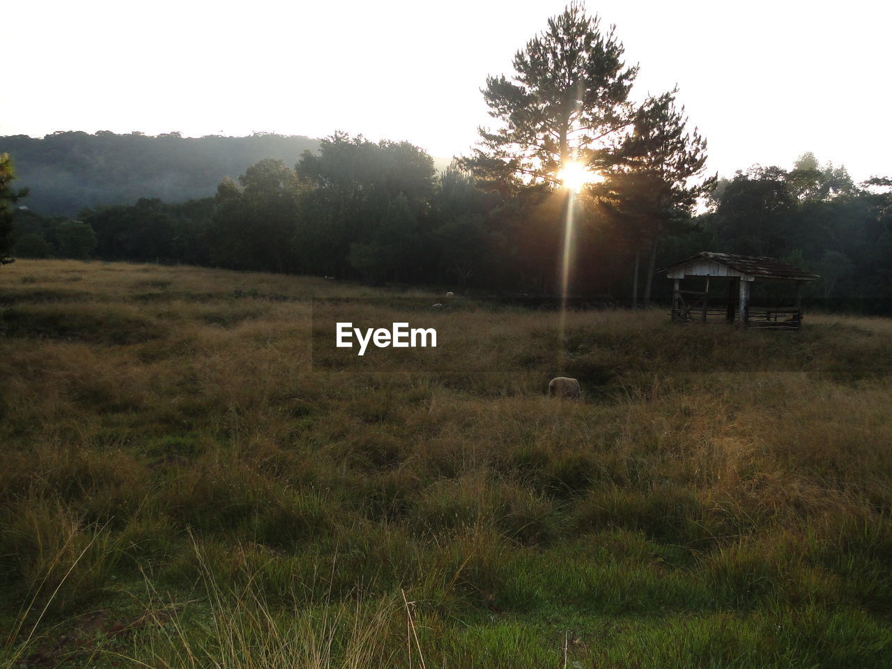 TREES ON GRASSY FIELD AT SUNSET