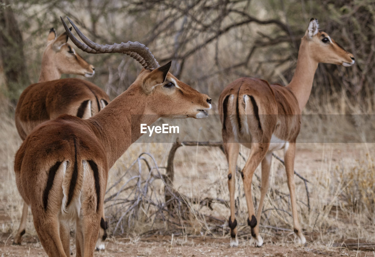 Deer standing in forest