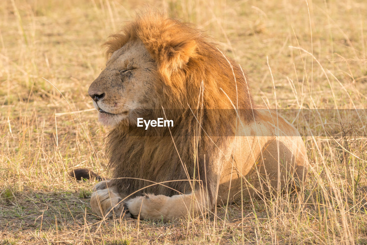 Lion relaxing on field during sunny day