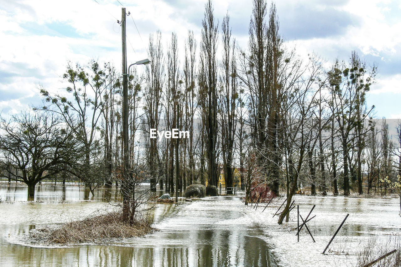 BARE TREES IN SNOW COVERED LANDSCAPE