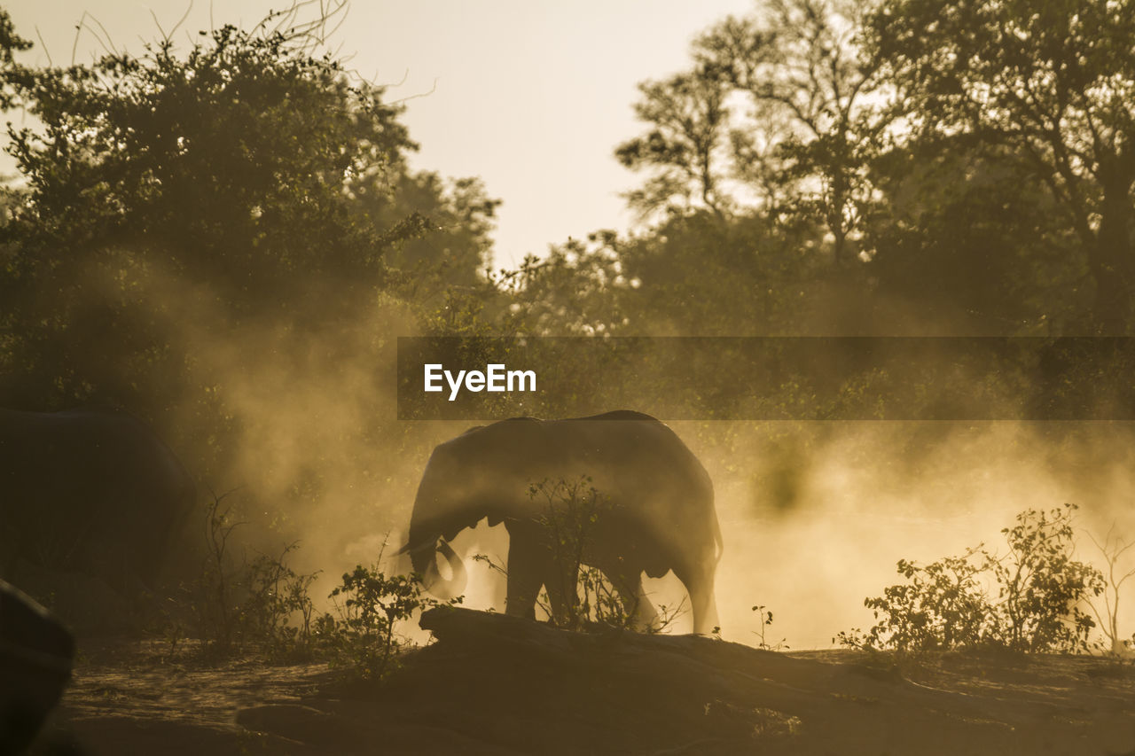 View of an animal on land against sky