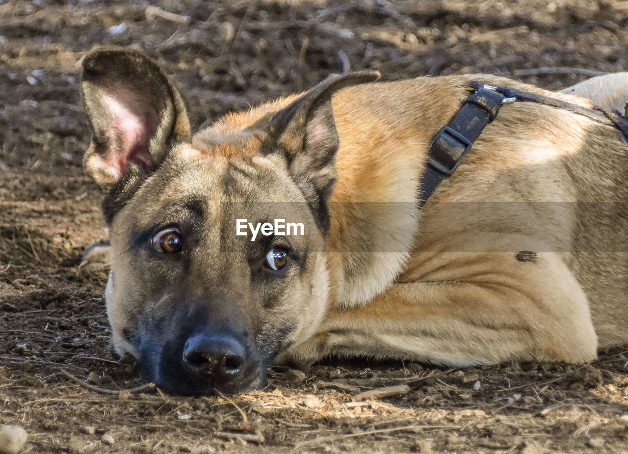 CLOSE-UP PORTRAIT OF A DOG LYING