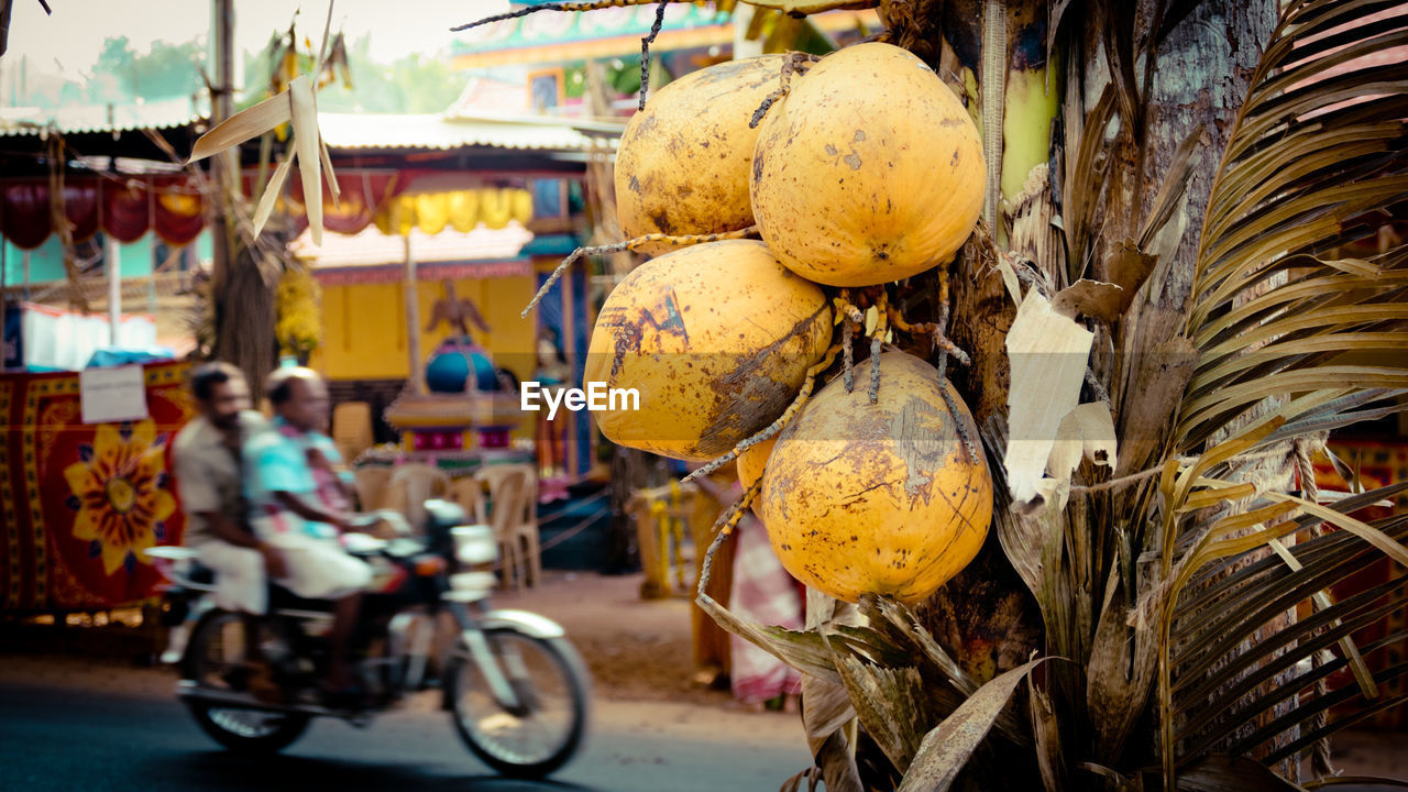 Coconut palm tree against men traveling on motorcycle on road