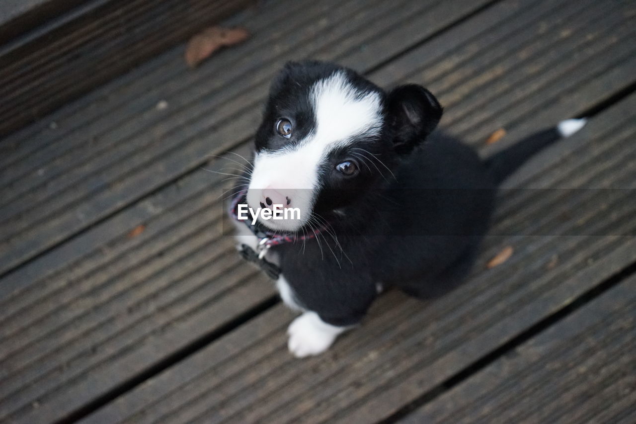 High angle portrait of a dog