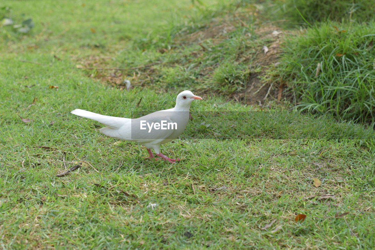 SEAGULL ON GRASS