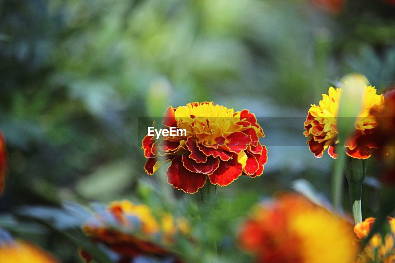 CLOSE-UP OF ORANGE FLOWER