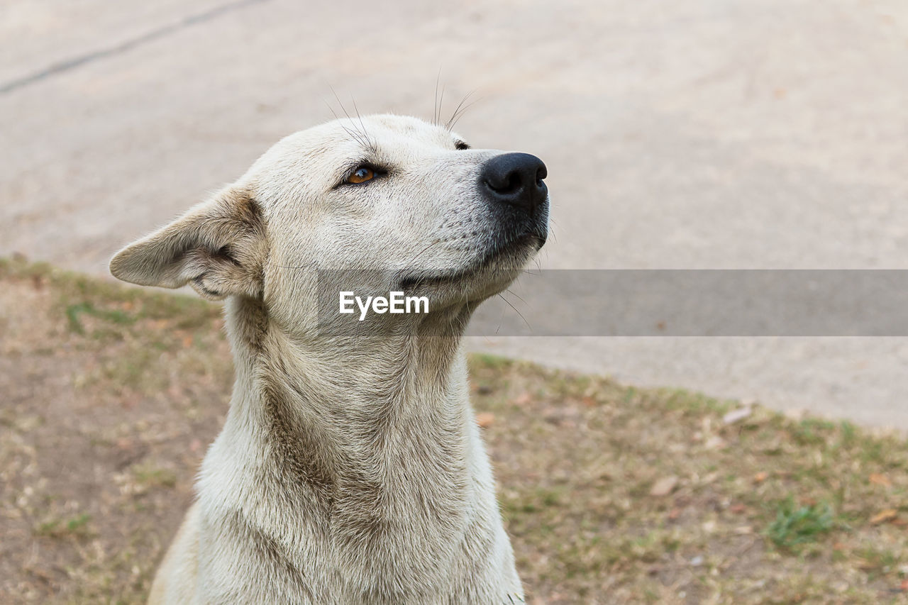 CLOSE-UP OF DOG ON FIELD