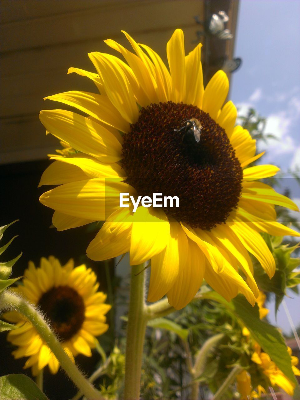 CLOSE-UP OF SUNFLOWERS